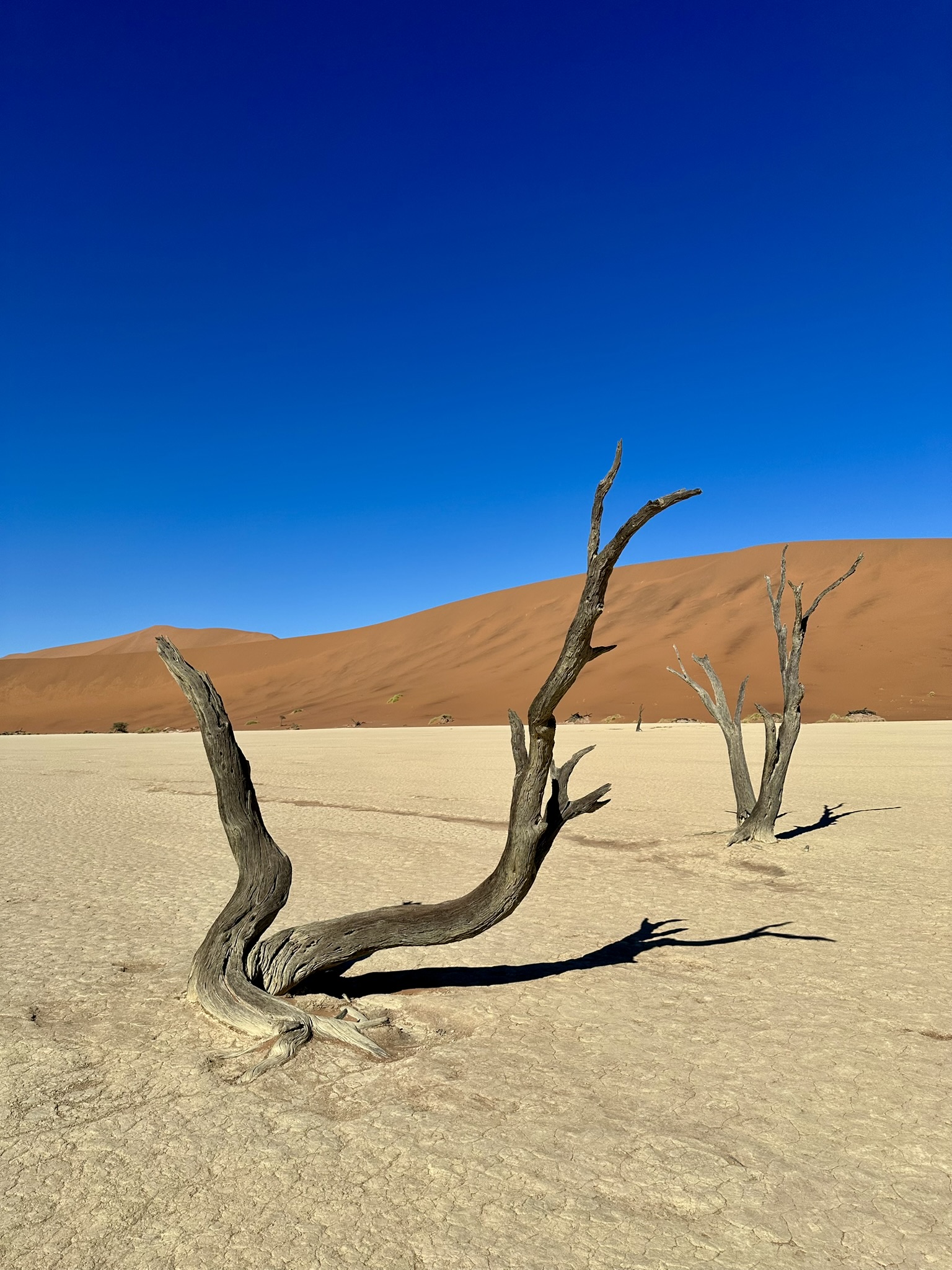 Deadvlei alberi morti Namibia