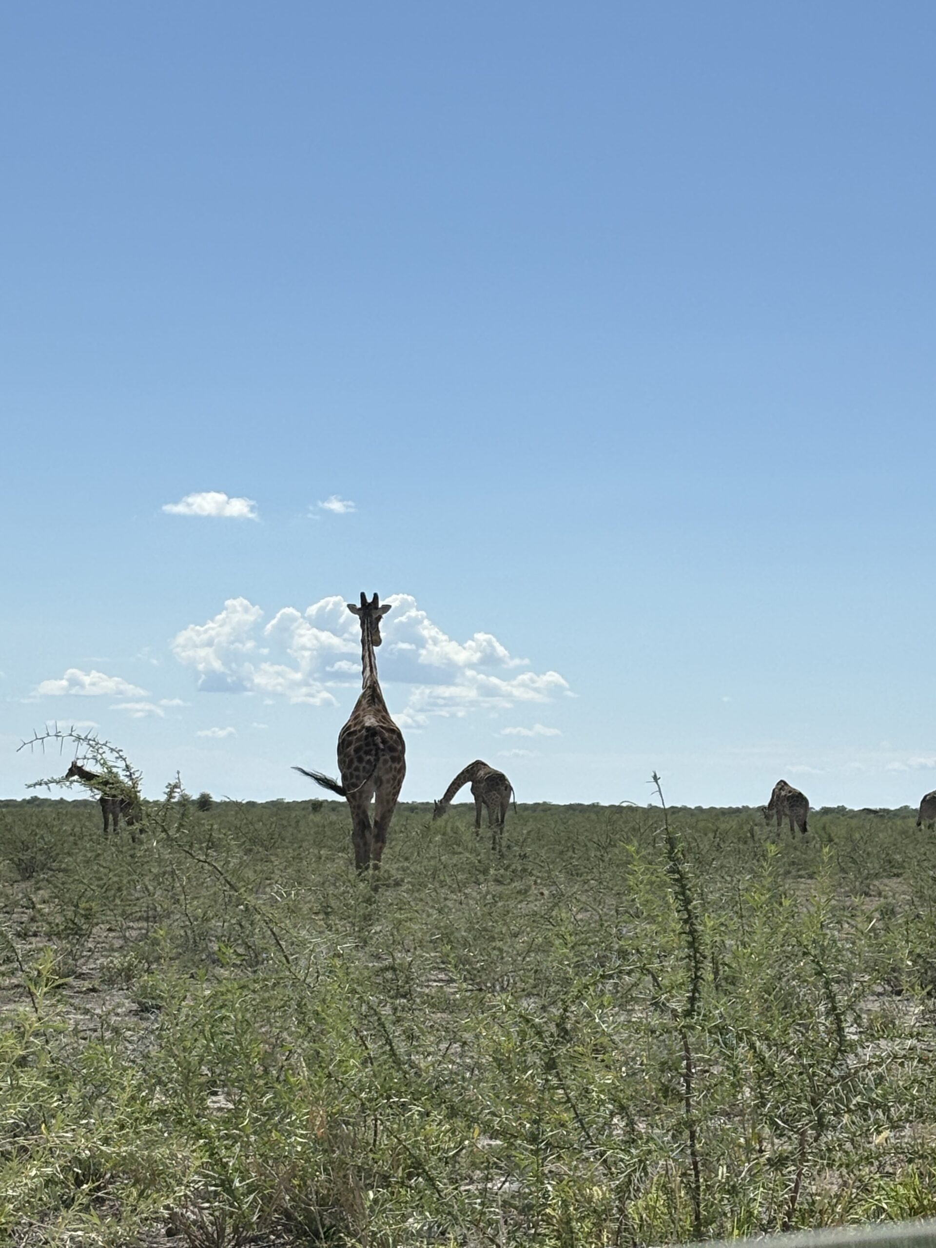 Giraffe Etosha National Park Namibia