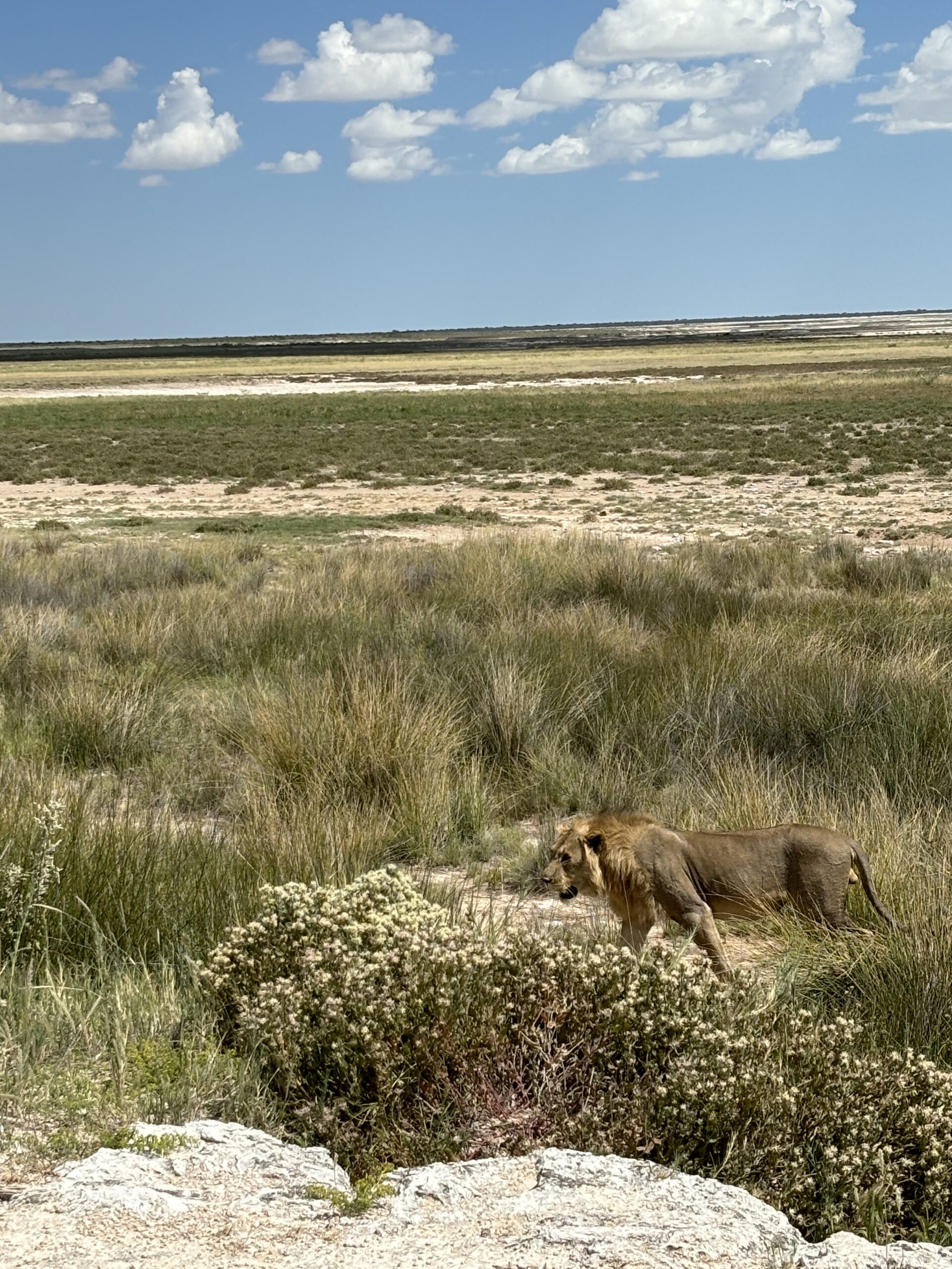 Leone Namibia