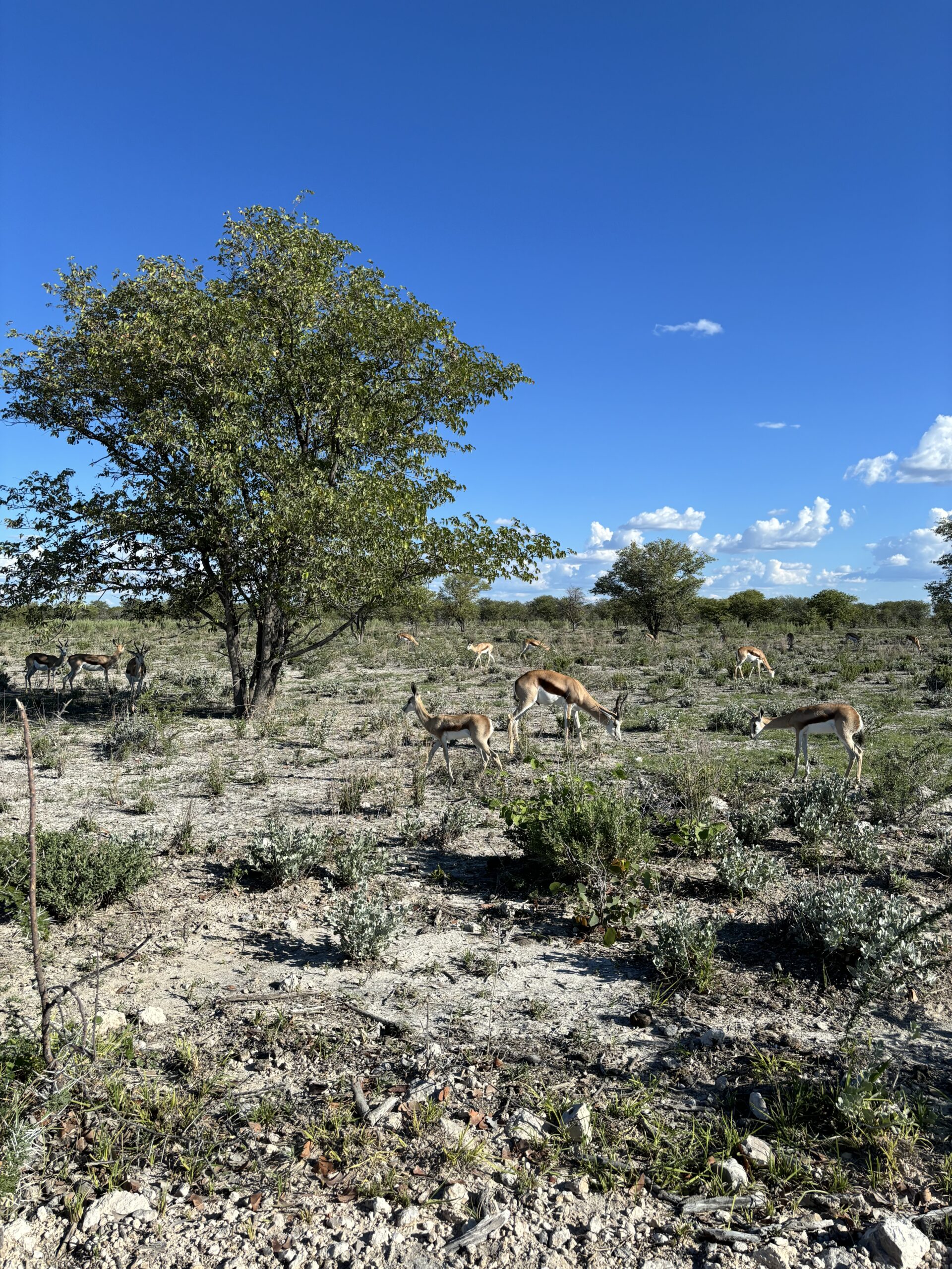 Etosha National Park Namibia