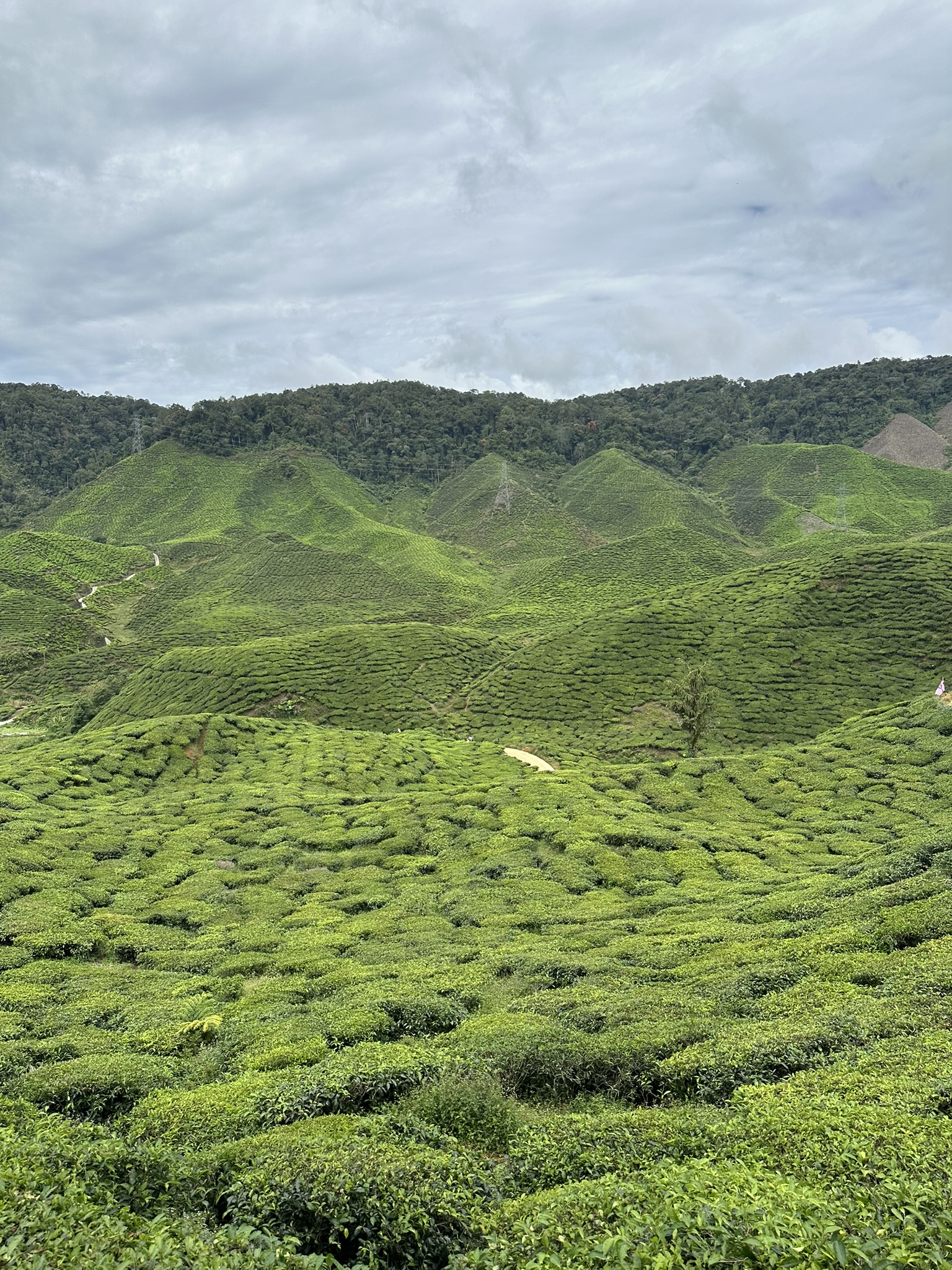 Piantagioni di tè alle Cameron Highlands in Malesia