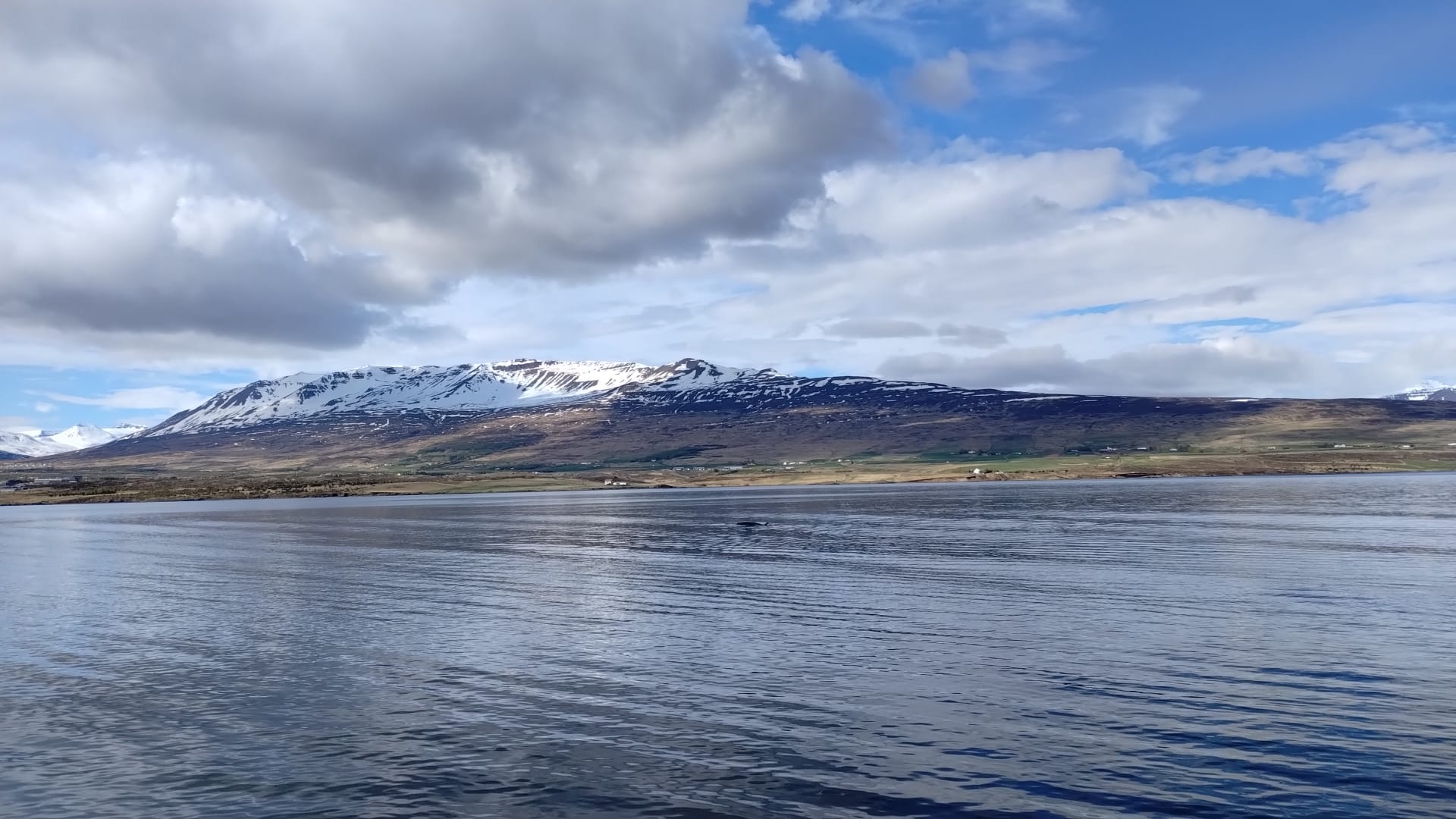 Whale watching da Akureyri — il fiordo di Eyjafjörður è uno dei migliori spot d'Islanda